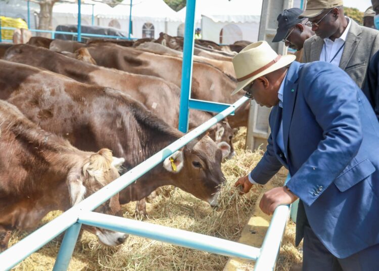 ANIPL4: Macky Sall table sur la production intensive de lait et de viande pour la souveraineté alimentaire