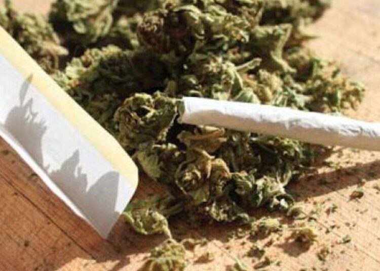 Dahra Djolof: Un dealer notoire déféré au parquet pour trafic de chanvre indien