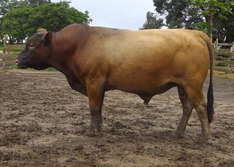Mbour : Il vole un bœuf pour donner la dot