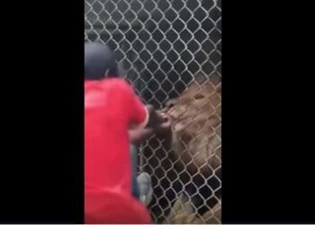 Attention ! Visite dans un parc : Ce gars taquine le Lion et se fait arracher les doigts par l’animal féroce (vidéo)