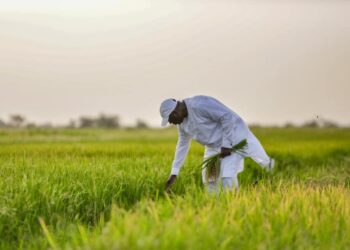 Production de riz : 1 million d’hectare de terre cartographié, le Sénégal en bonne voie pour l’autosuffisance