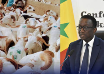 Tabaski 2023 : Les assurances du Gouvernement sur l’approvisionnement en moutons !