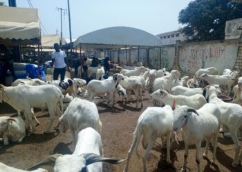 Tabaski : « Les gens ont peur d’amener les moutons à cause de l’affaire Sonko Adji Sarr. Il y a trop de voleurs et de banditisme…
