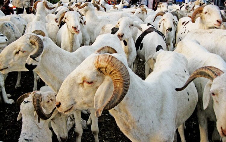 Tabaski à Mbao : Un agent d’un ministère disparaît avec les moutons de la mairie