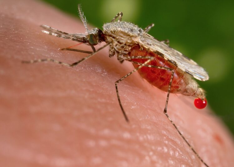 Maladie de chikungunya : 44 cas recensés à Kédougou depuis le 1er Août