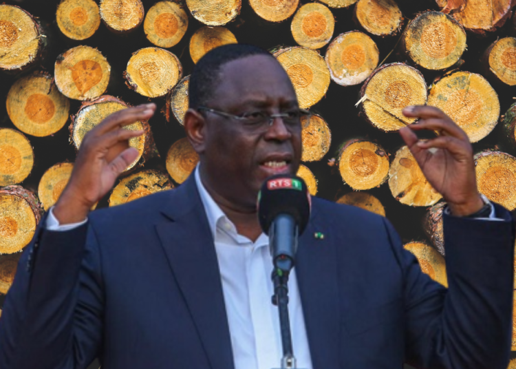 Coupe de bois : le Président Macky Sall menace les trafiquants !