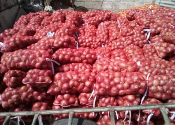 À Ziguinchor, l’oignon s’arrache à 2000 F CFA le kg