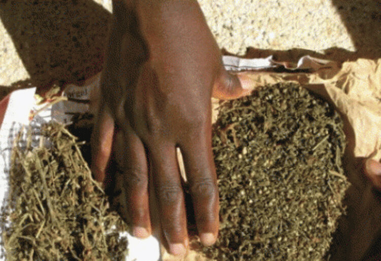 Bakel : une femme arrêtée avec environ 5 kg de chanvre indien