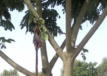 Drame à Cap Skirring : un jeune retrouvé mort et attaché au tronc d’un arbre