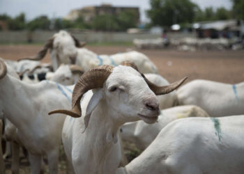 Préparatifs de la Tabaski : l’Arabie Saoudite octroie 10.000 têtes de moutons au Sénégal