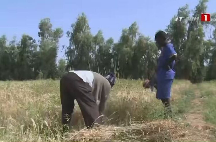 Matam : Deux agriculteurs ont réussi l’exploit de produire du blé en l’espace de 3 mois (Vidéo)